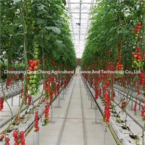 گلخانه گوجه فرنگی و خیار