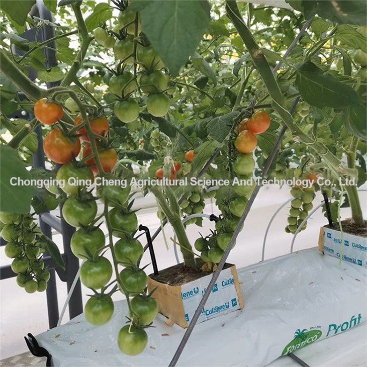 tomato and cucumber greenhouse price