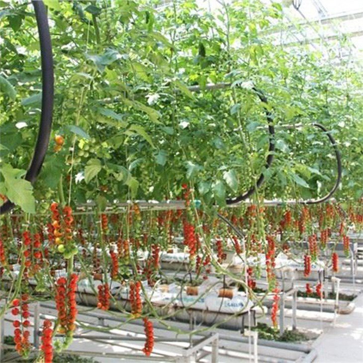 tomato and cucumber greenhouse supplier